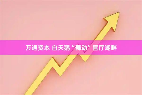 万通资本 白天鹅“舞动”官厅湖畔